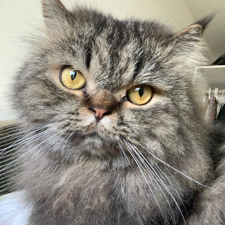 Prince Puck the Persian Cat 🦁