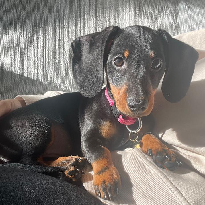 Dora the Dachshund