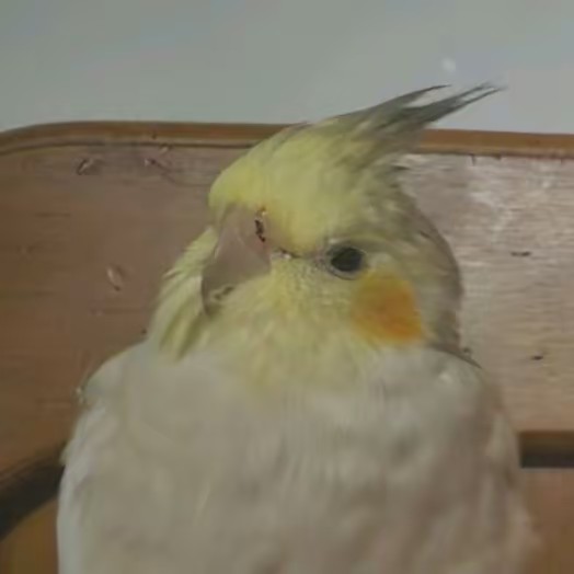 Eve 🏳️‍🌈🏳️‍⚧