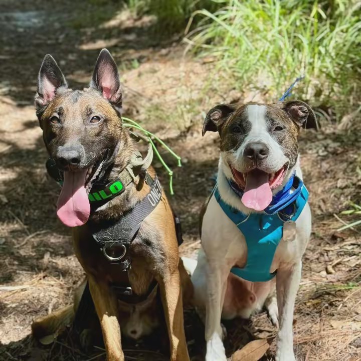 The pickle pups 🥒🐶