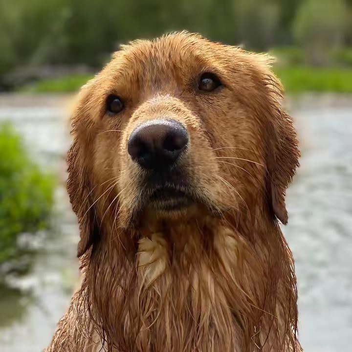 Salt Lake Goldens
