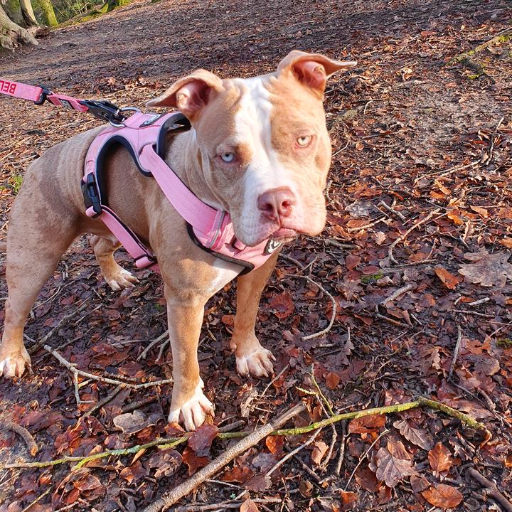 Bella the pocket bully