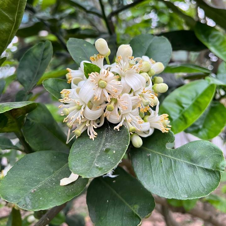 Lần đầu làm mẹ