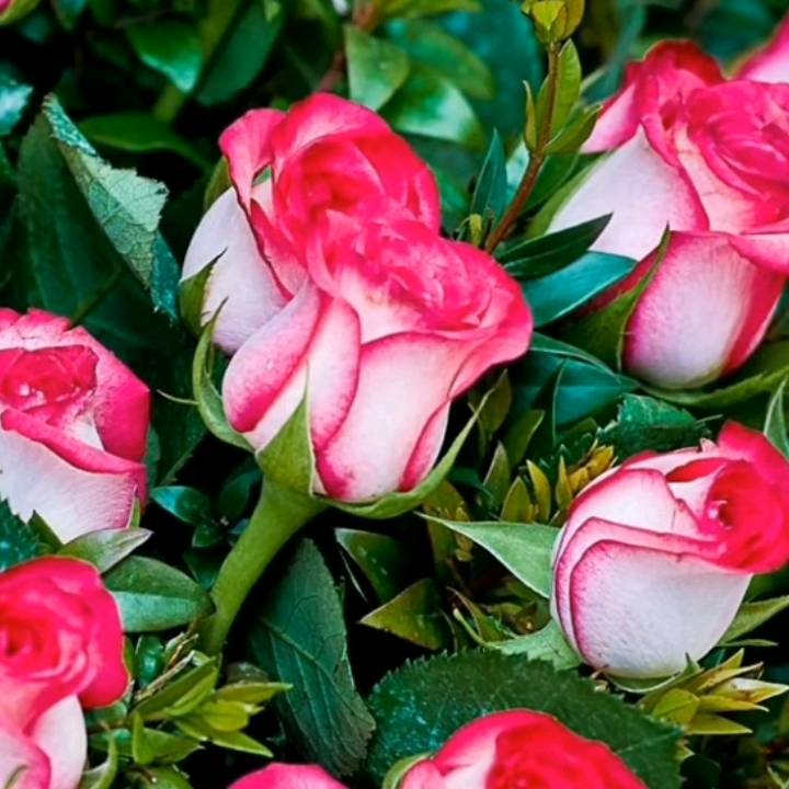 ❤️♒🌹Roza 🌹♒❤️