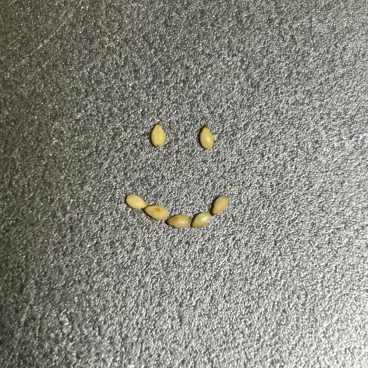 🥓ハムピー🥓