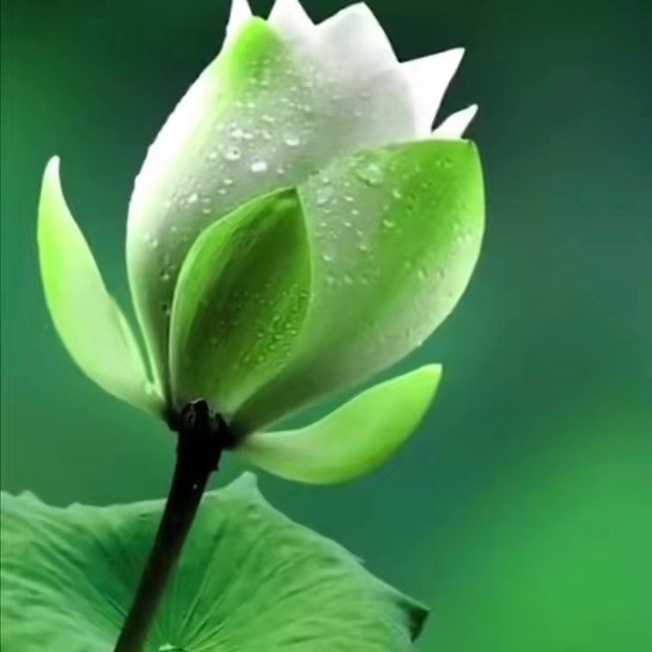 ကြာပန်း