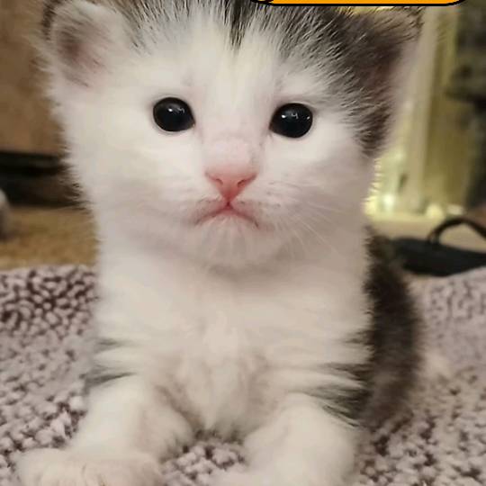 MotherofCatz🐈🧬