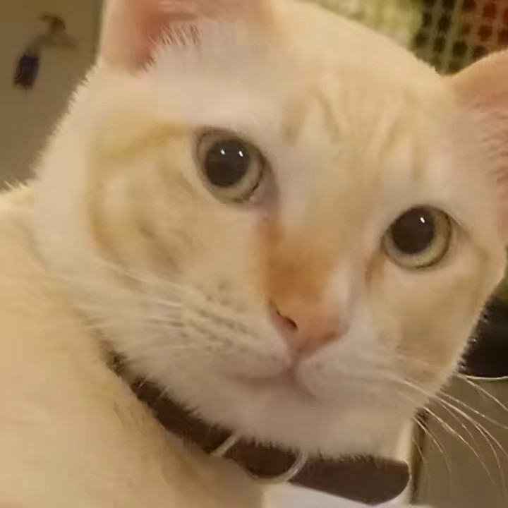 แม่ไมโล