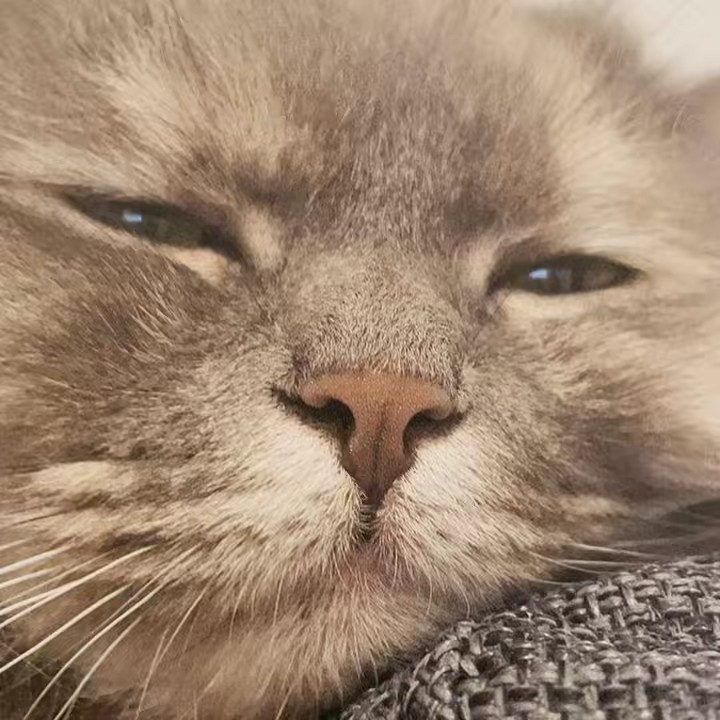 ねこのおはな【不労所得で世界一周したよ】