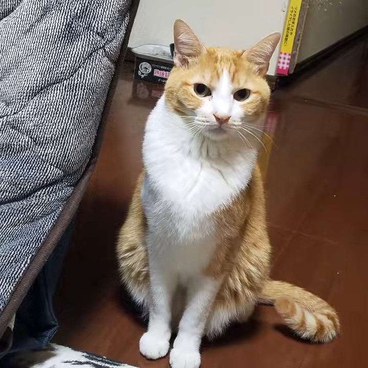 にゃんたま🐈‍⬛