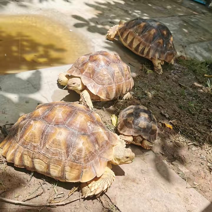 แก๊งตัวตึงแห่งบ้านใส่ใจ🐢🐔🐱