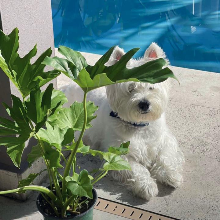 Akiles the good boy!🐾