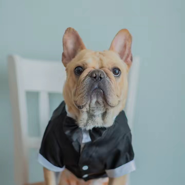 ジェームズlフレブル動画と犬雑学を発信