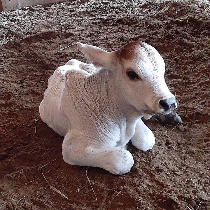 👑LA PATRONA🇵🇸🤲🏻🇵🇸