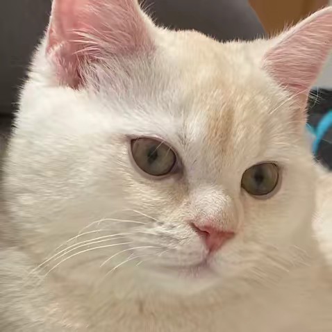 똑띠고양이 근보리