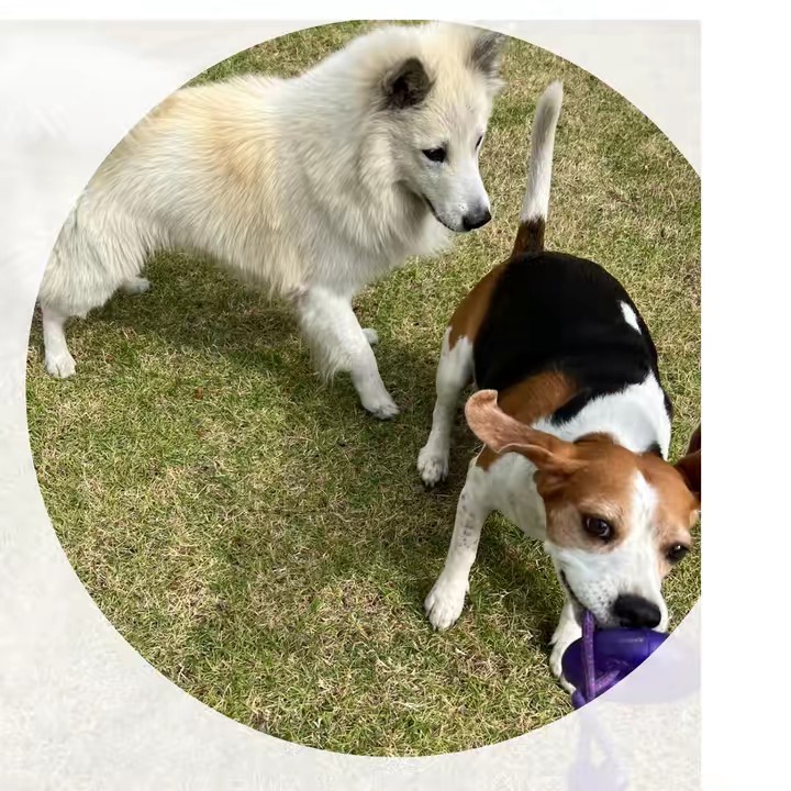 ชามแหม่ง & น้องโม่โร่