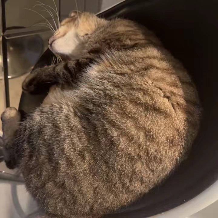 虎牙(唱歌主po🎤