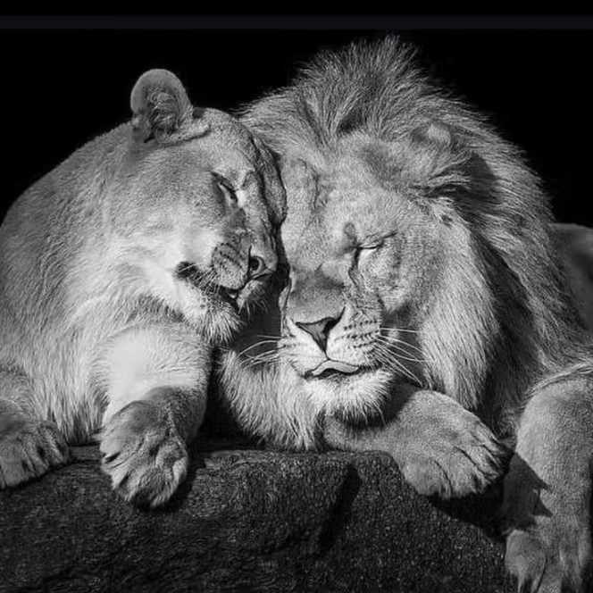 XortêZagros 🇹🇯⚡️