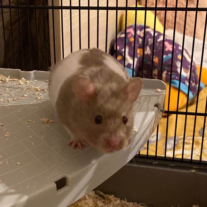marlowethehammy
