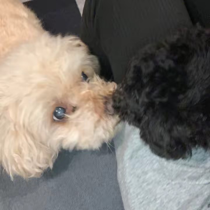 ♛Ｔｉａｒａ♛