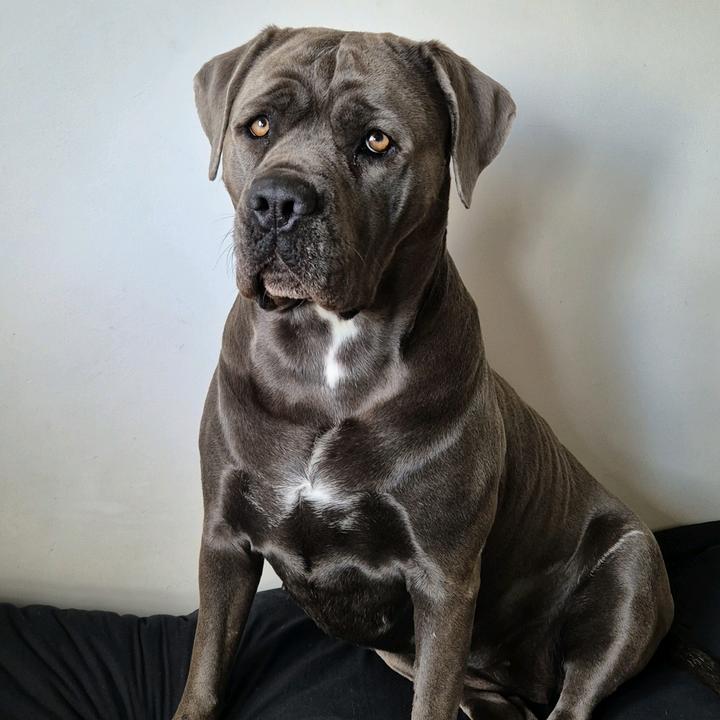 Cane Corso Storm