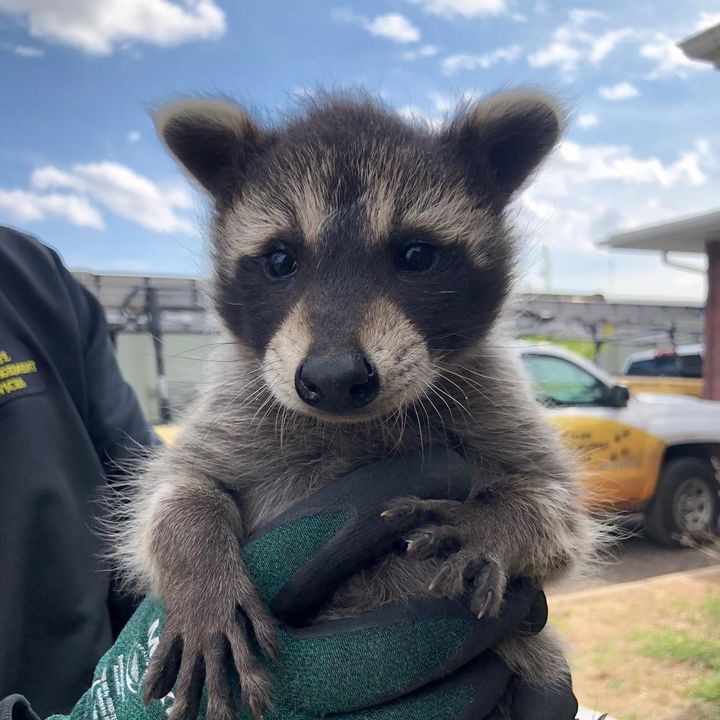 Wildlife Management Services