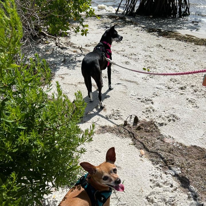 Maxine & Flapjack a.k.a. FJ