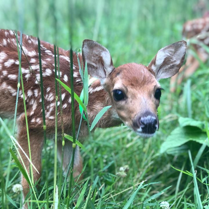 Nurture to Nature