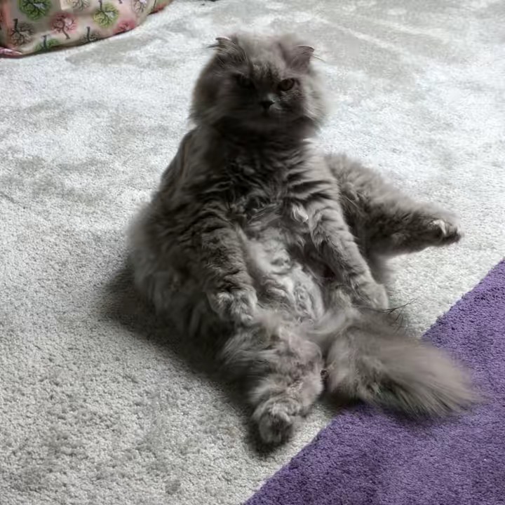 💜🖤Andrea🧙🏼‍♀️🔮