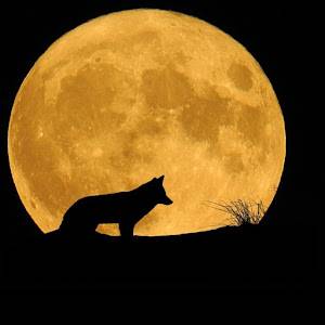 Trex Dibala 🇮🇹