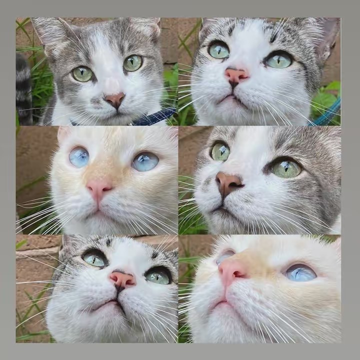 Anita, Kiki y Gordo.