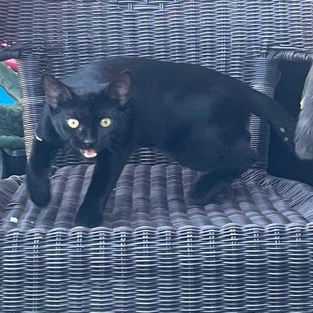 I’m serious and Black