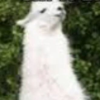LLAMAS_R_US