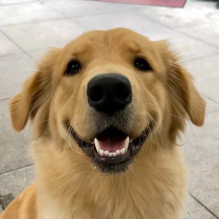 Golden fam