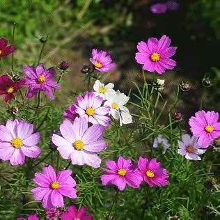 Gardening lover