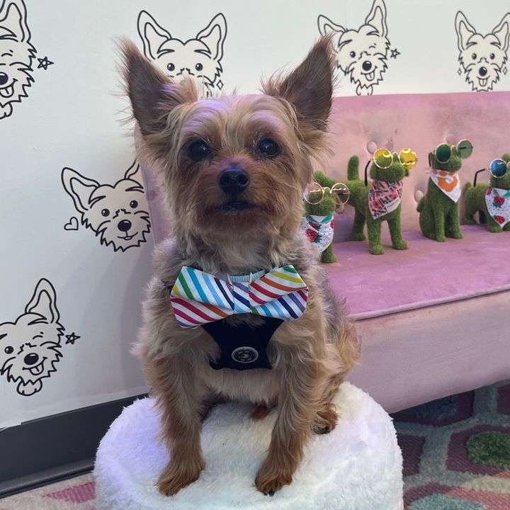 Petphoria - For Dogs&Their PPL