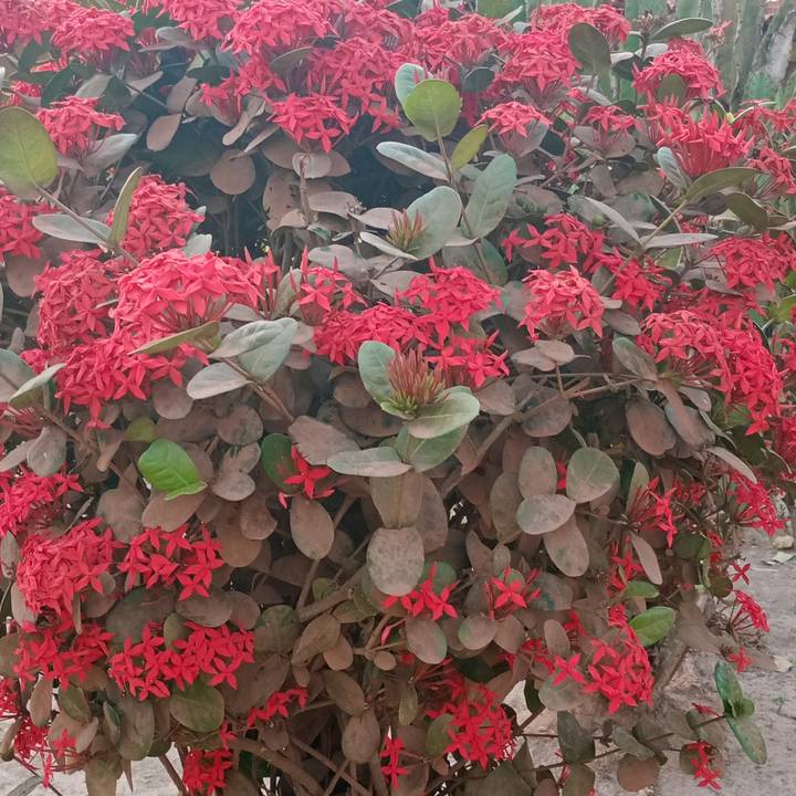 Gerlandia pinto lima Gerlandia