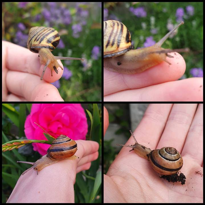 🐌-N 🐌-T