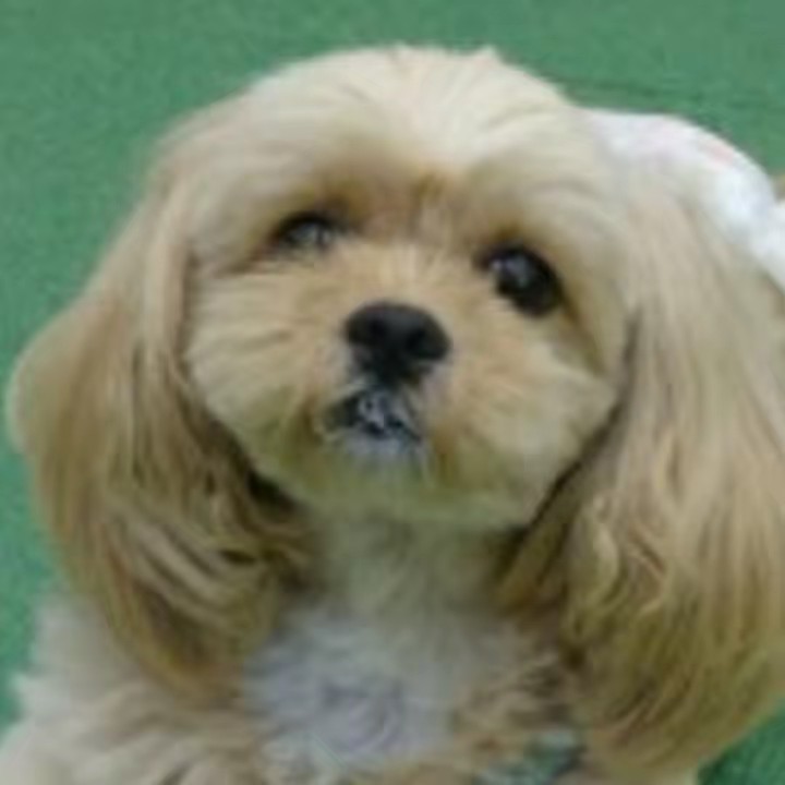 ペキプー💕Pちゃん🤗