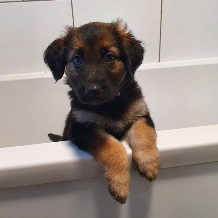 bailey_thegoldenshepherd