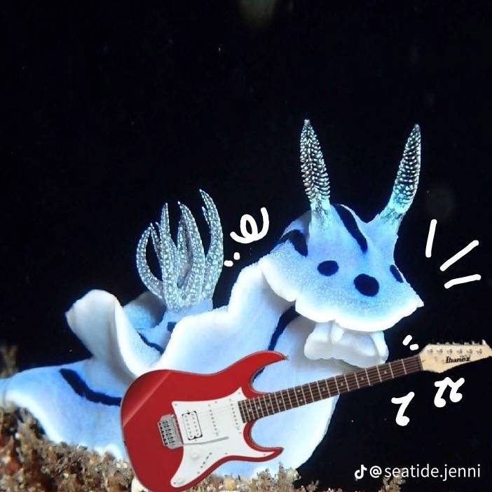 SHARKBOI (Sirius' version)