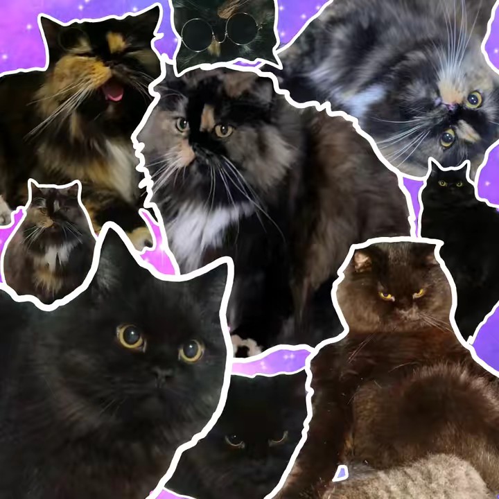 ICE COLA FLOAT FAMILY