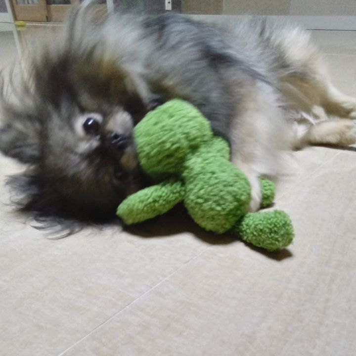 🐝🐝🐝🐝GOLDBEE🐝🐝🐝🐝