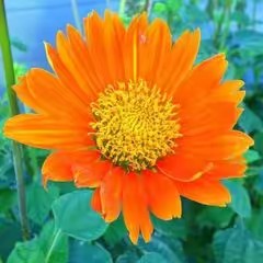 ดีเดย์เ(น้องแมวส้ม)