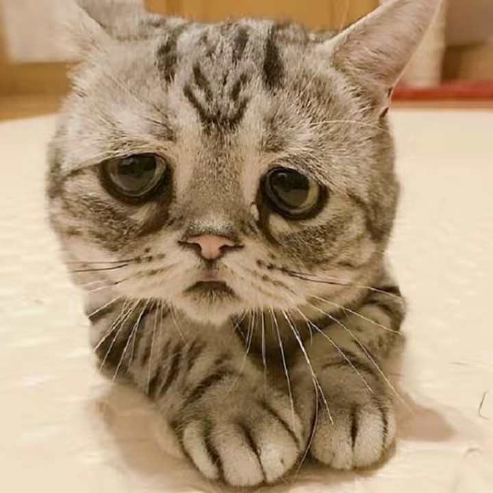 น้องเหมียวมาแวร์