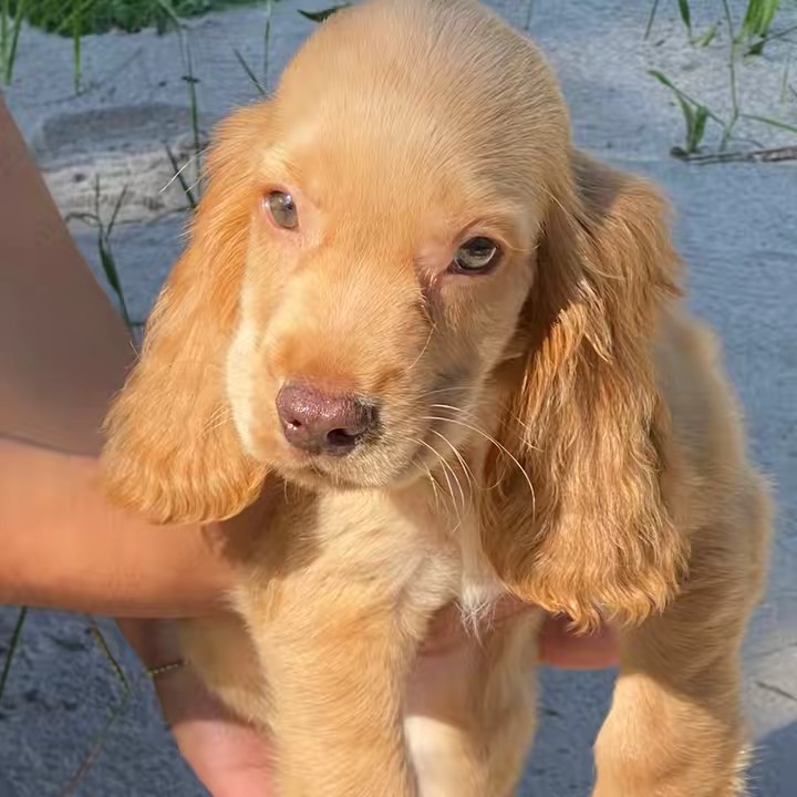 LittlePuppy มีลูกสุนัขจำหน่าย