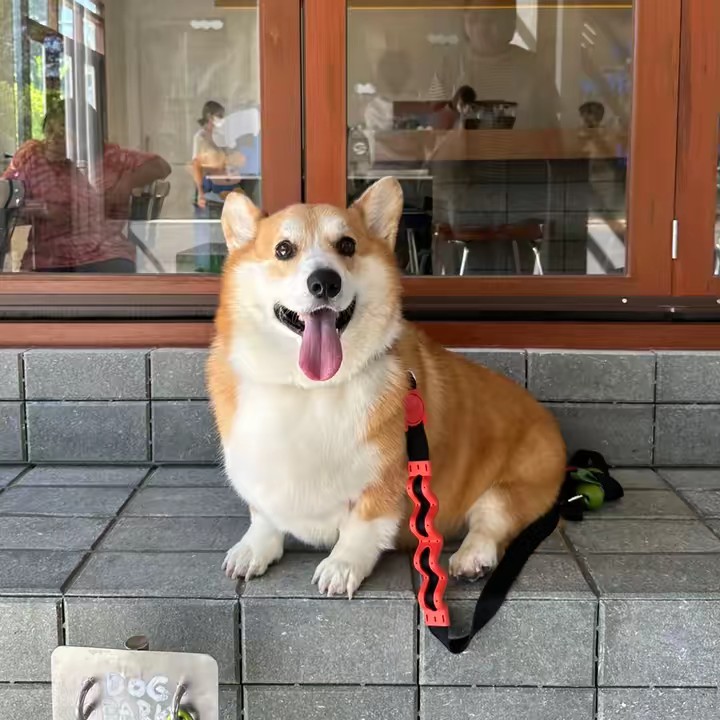 ชะชะไชโป้ว🐶