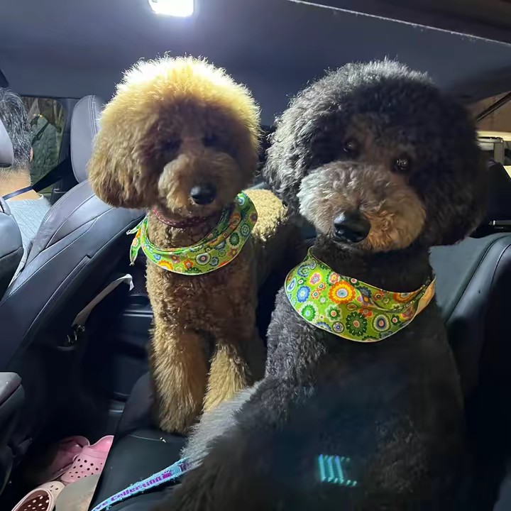 ゆめごろん🐩🐻🐾