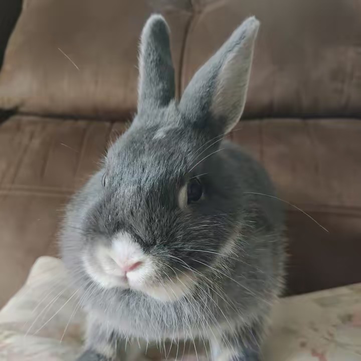 leonardomarcelino228