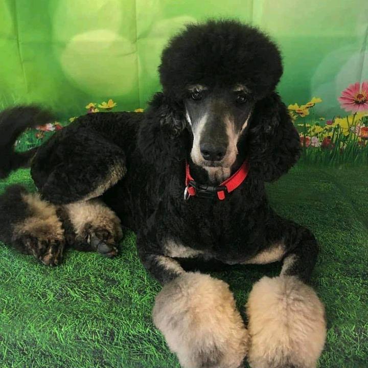 Miss Molly's Dog Grooming❤️